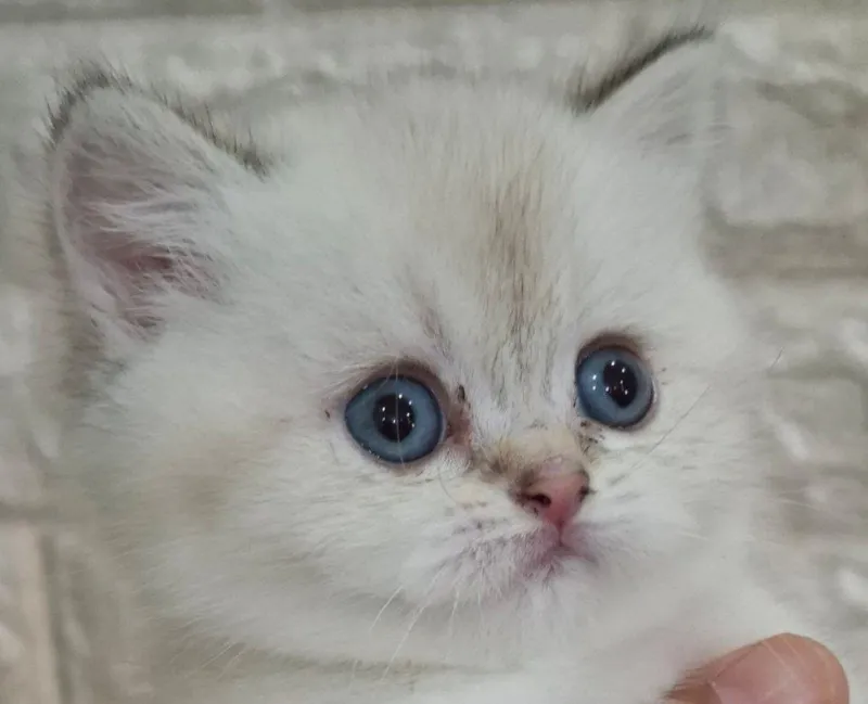 Кошка Белая шиншилла — фото 3