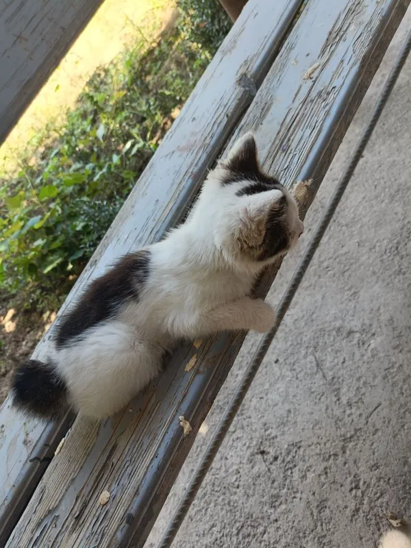 Dumi yoʻq tugʻilgan mushuk aka ukalarini dumi bor 4 Dumi yoʻq tugʻilgan mushuk aka ukalarini dumi bor 4