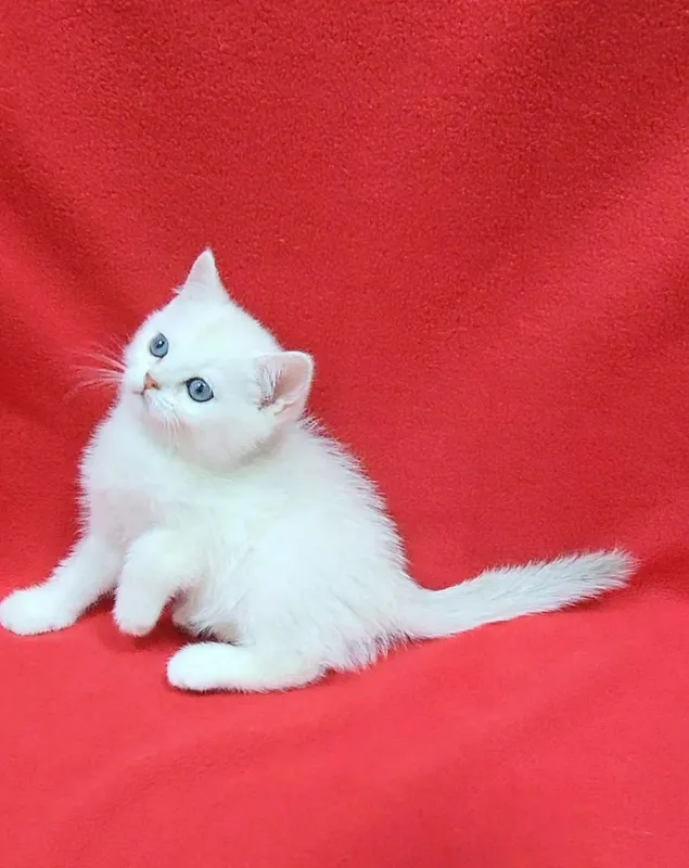 Скоттиш страйт Серебристая шиншила — фото 2
