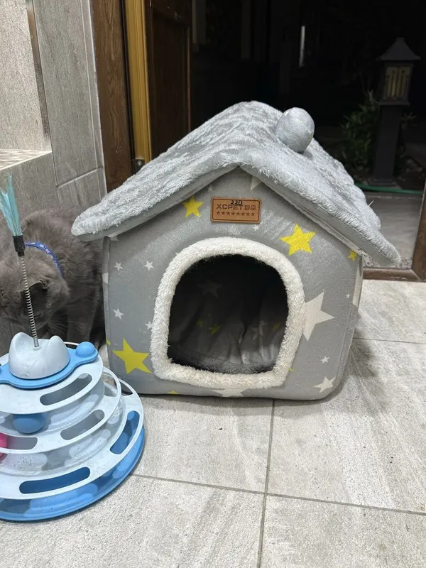 Британская короткошёрстная кошка — с домиком — фото 2