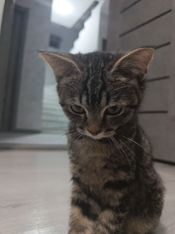 Кошку отдают бесплатно. Кошка очень умная. 2