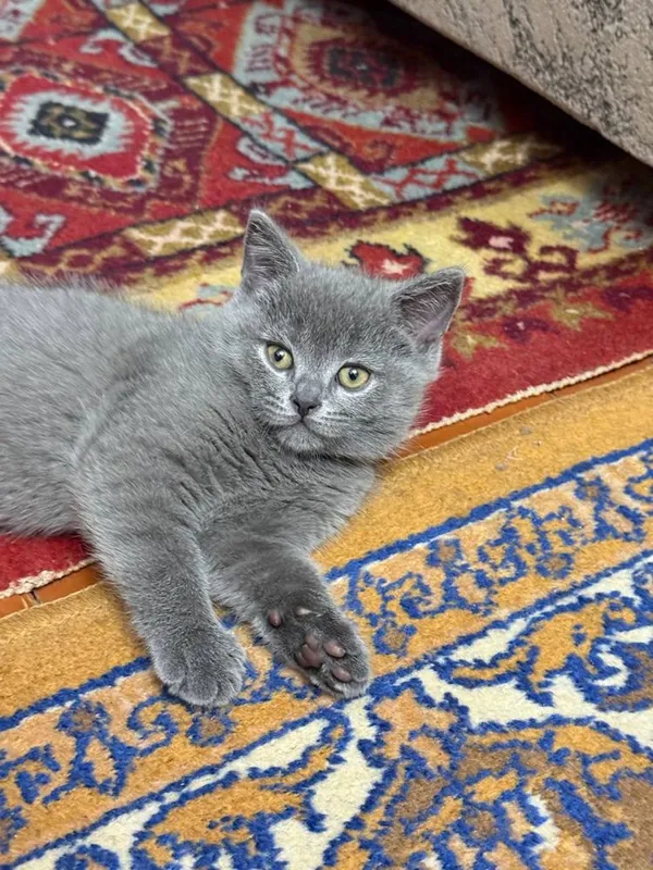 Британские котятя — фото 4