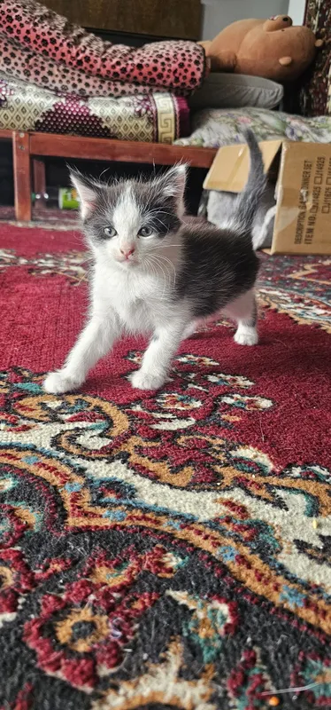 Котята мальчик и девочка — фото 1