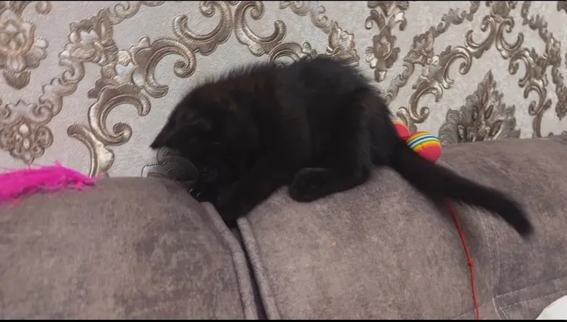 Котейки в любящую семью 6 Котейки в любящую семью 6