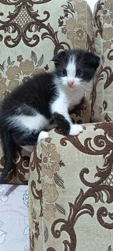 Продаются котята вислоухие — фото 1