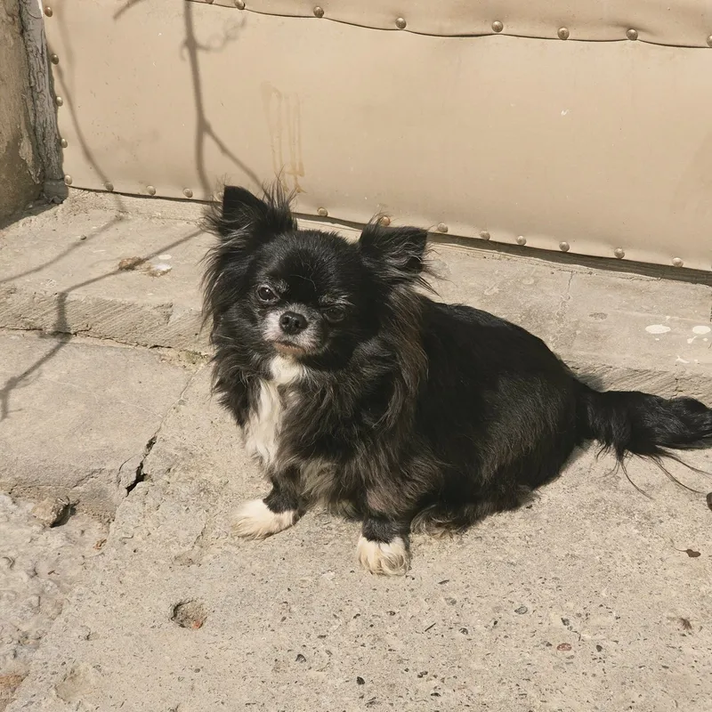 Voyaga yetgan chihuahua urg‘ochisi 2 Voyaga yetgan chihuahua urg‘ochisi 2