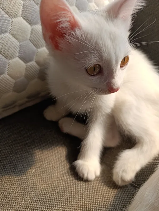 котята — фото 3