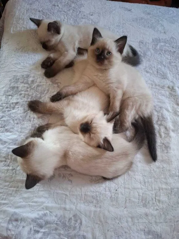 Сиамские котята продаются — фото 1