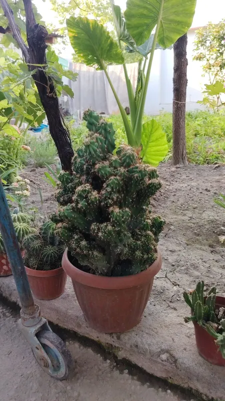 Kaktus va aloe xona gulllari 2 Kaktus va aloe xona gulllari 2