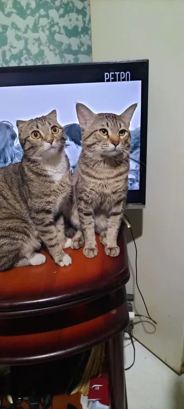 отдам котят бесплатно — фото 7