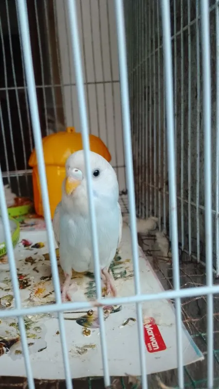 Papugay maladoy sotiladi Papugay maladoy sotiladi