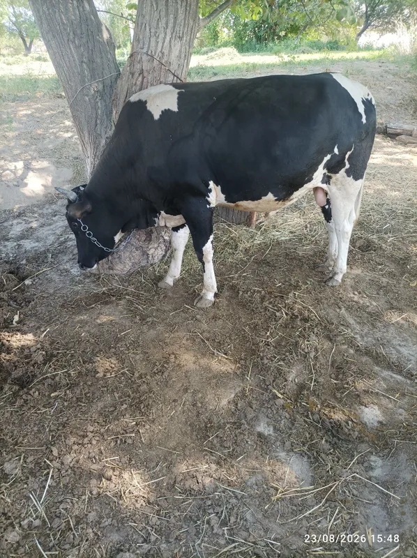 Navos sotiladi 3 yosh Farmontepada 1 Navos sotiladi 3 yosh Farmontepada 1