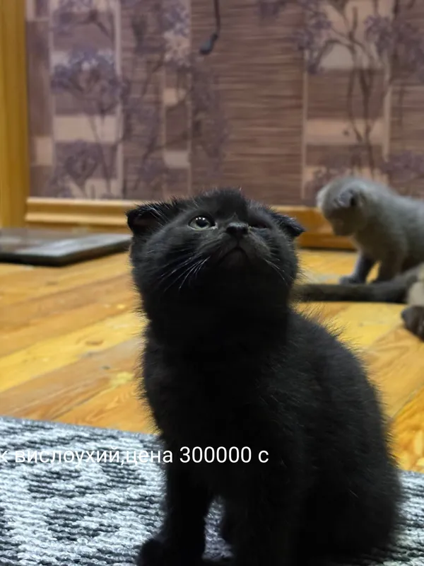продается котята от правильной вязки — фото 3