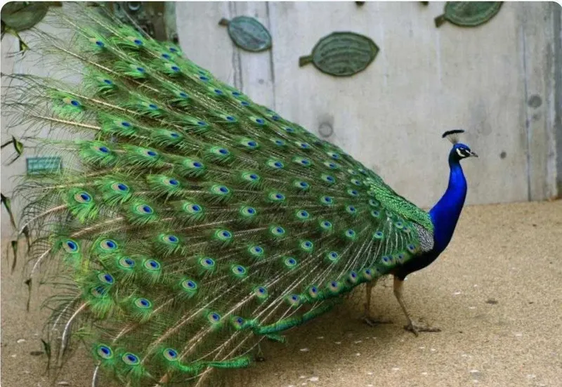 Товус [Pavo] сотилади — фото 2