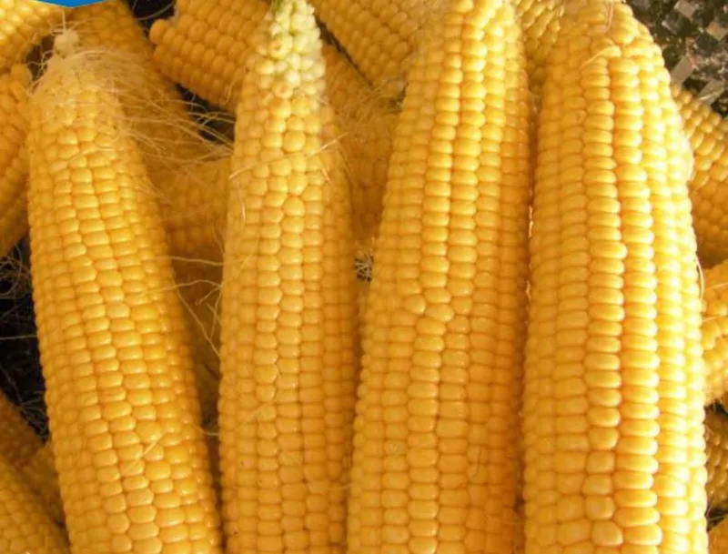 Makkajohori sotiladi