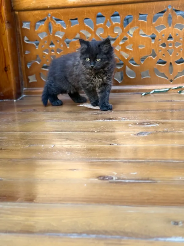 Отдам домашние котята — фото 3