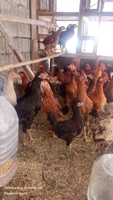 Tovuklar va xorozlar sotiladi optom srochna 2 Tovuklar va xorozlar sotiladi optom srochna 2