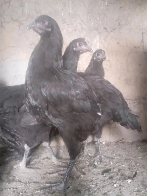 Gigant qora shaĝzoda 1
