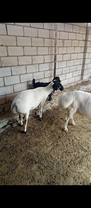 Кора кулок куйлар сотилади 3 Кора кулок куйлар сотилади 3