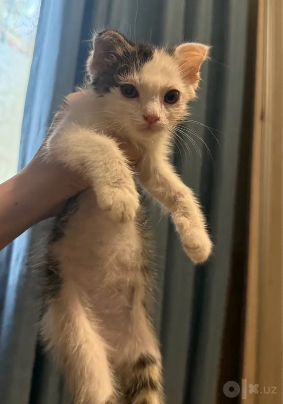 Котенок вислоухий 4 Котенок вислоухий 4