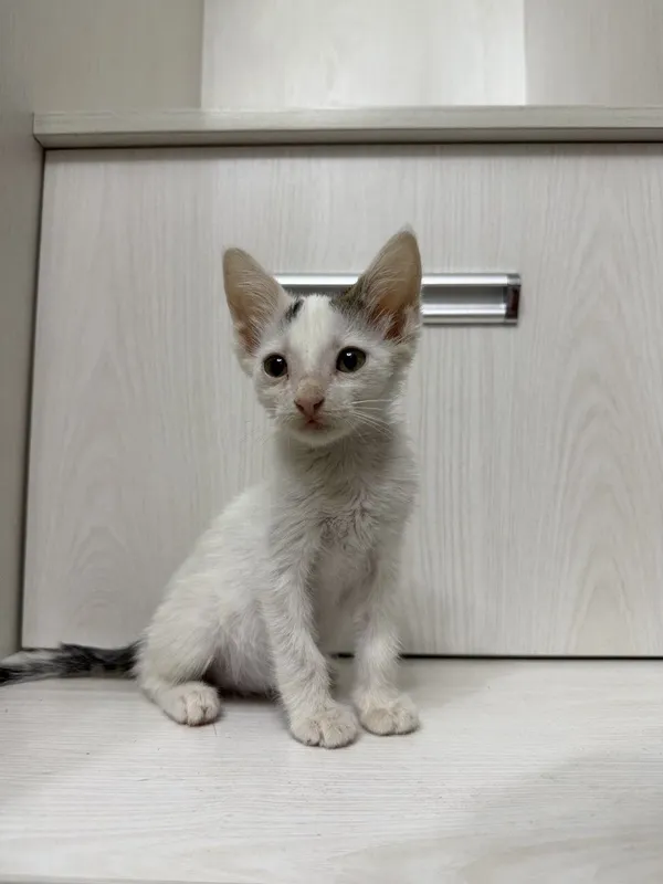 Пристратвается котенок в добрые руки 1 Пристратвается котенок в добрые руки 1