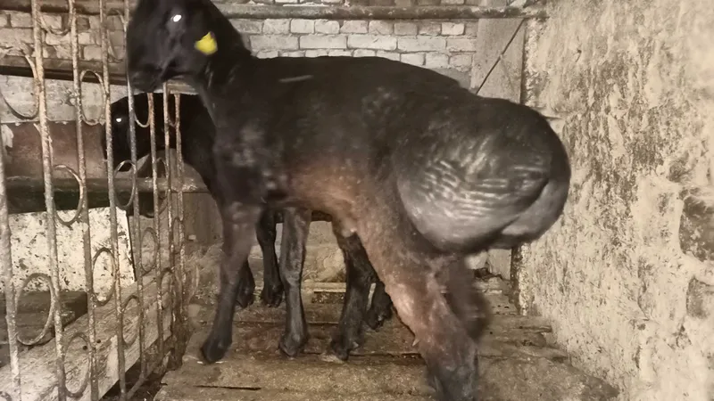 Qochqorlar sotiladi!