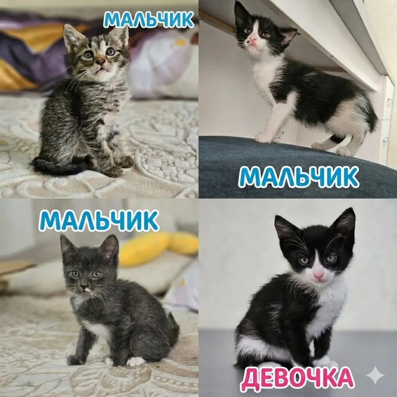 Котята в поисках дома , Ташкент !!!