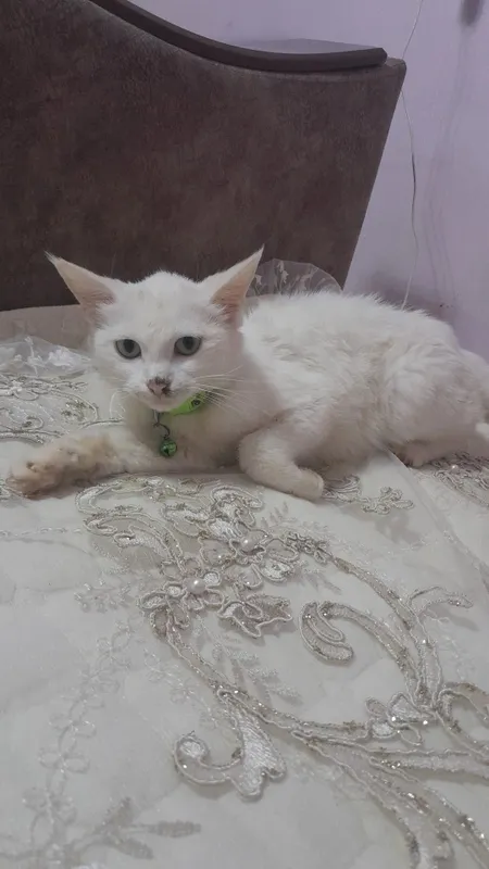 Mushuk turetiski angora 2 Mushuk turetiski angora 2