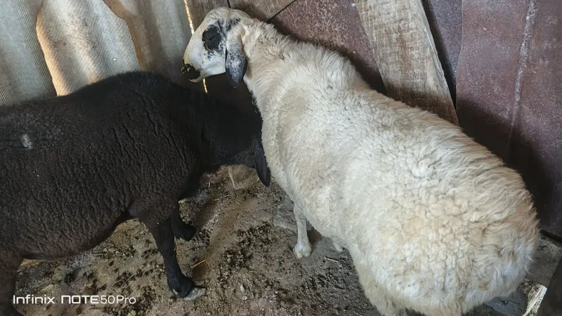 Qoʻchqorlar zotga yoki goʻshtga 1