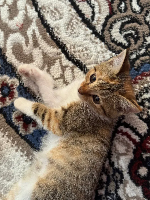 кошки котята 2