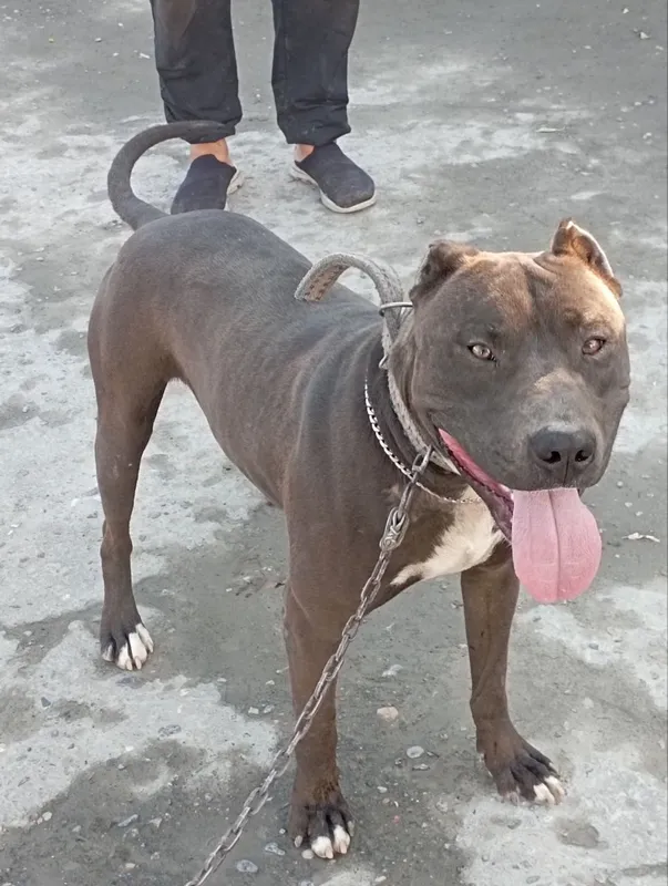 Pitbull Amerikanski toza zotli zottor it