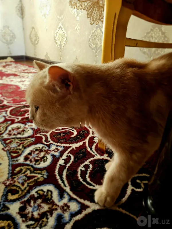 British shorthair 4 British shorthair 4