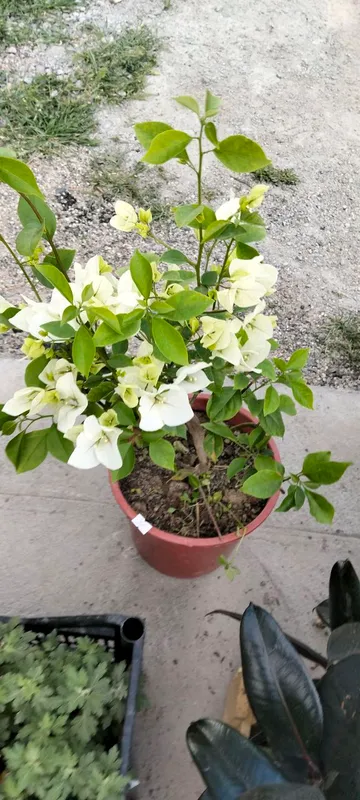 Bugunveliya gullari sotiladi 2