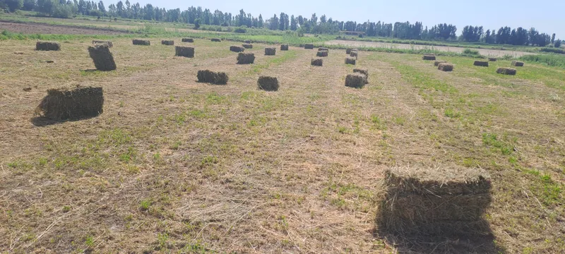 Beda sotiladi presi zo'r mirğa ko‘m ko‘k 1 Beda sotiladi presi zo'r mirğa ko‘m ko‘k 1
