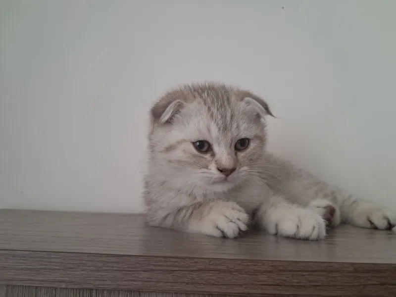 scottish fold mushuk sotiladi кошка 1.5 oyli 2 scottish fold mushuk sotiladi кошка 1.5 oyli 2