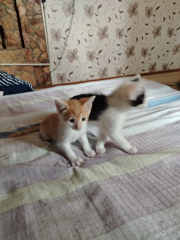 Mushukka jovob zotli