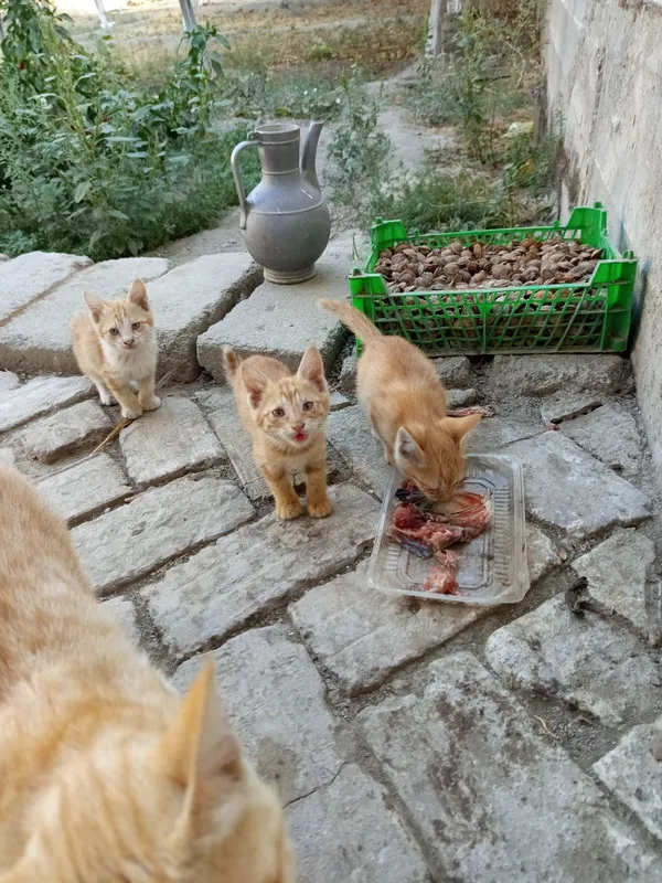 Кошка чистокровный мушук — фото 1 Кошка чистокровный мушук — фото 1