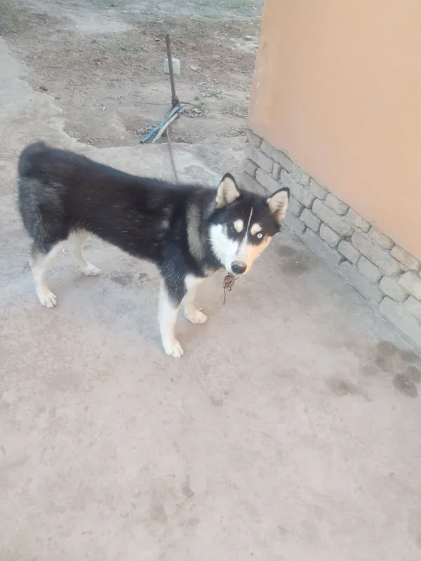 Хаски 7 ойлик киз кучук