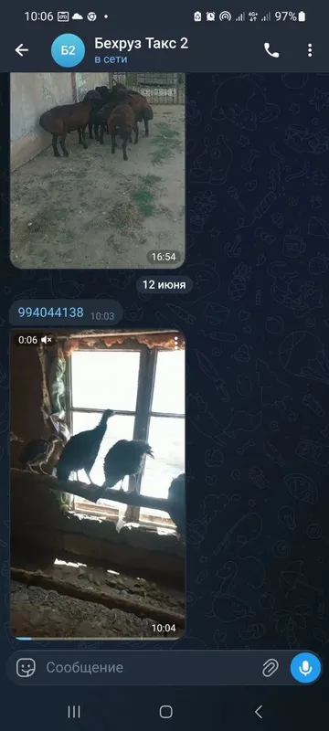 Биг 6 курка соглом — фото 3