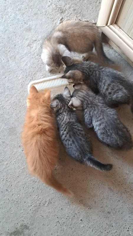 Mushuk. Kimga kerak boʻlsa 5 Mushuk. Kimga kerak boʻlsa 5