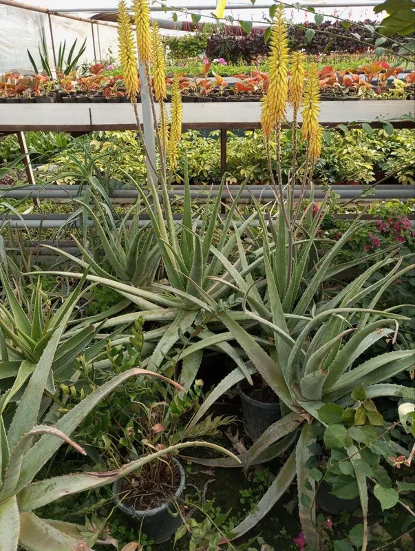 Aloe vera 9