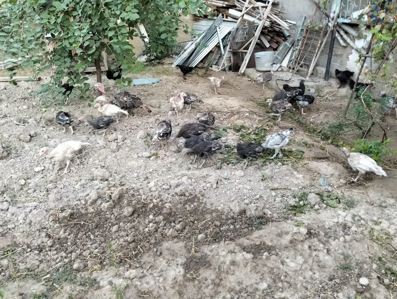 Продается цыплята индюка 3