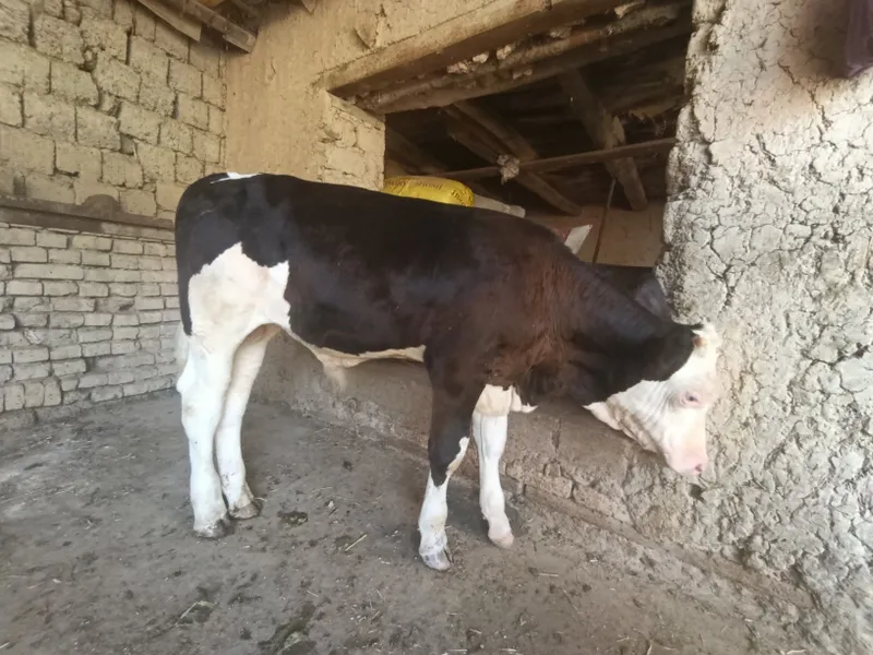 smental gibrit buqaca 4 oylik bovoti 6 smental gibrit buqaca 4 oylik bovoti 6