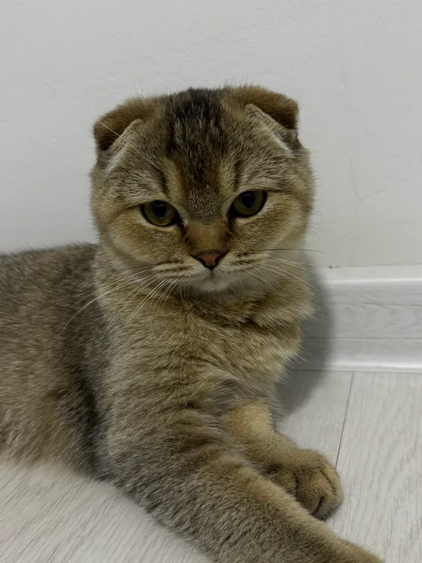 Scottish fold, 5 oylik, qiz bola 1 Scottish fold, 5 oylik, qiz bola 1