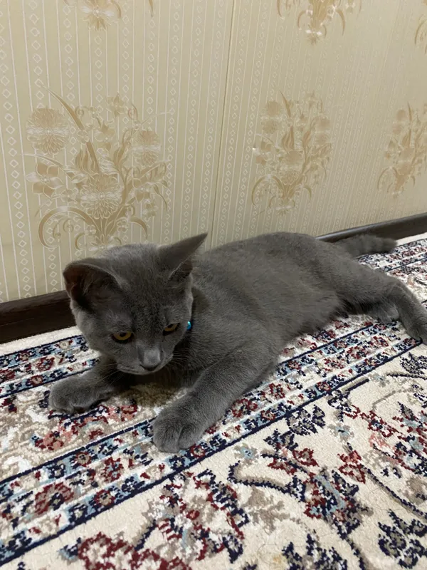 Продаётся котёнок 5 Продаётся котёнок 5
