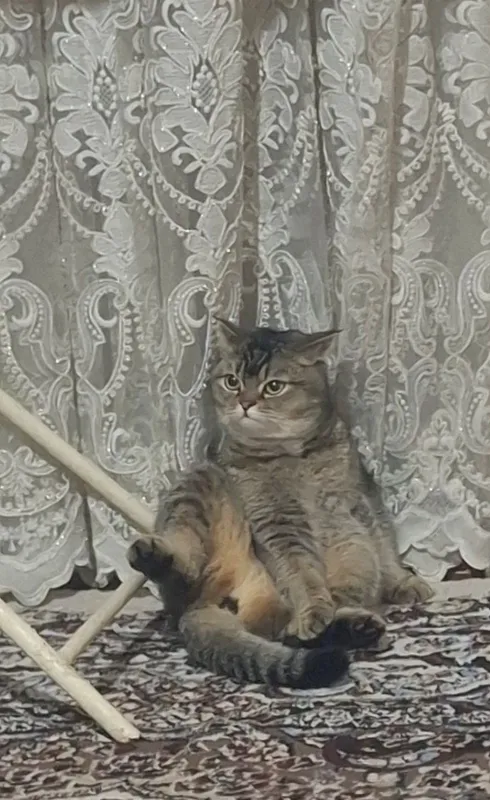 Золотоя шеншилла — фото 2