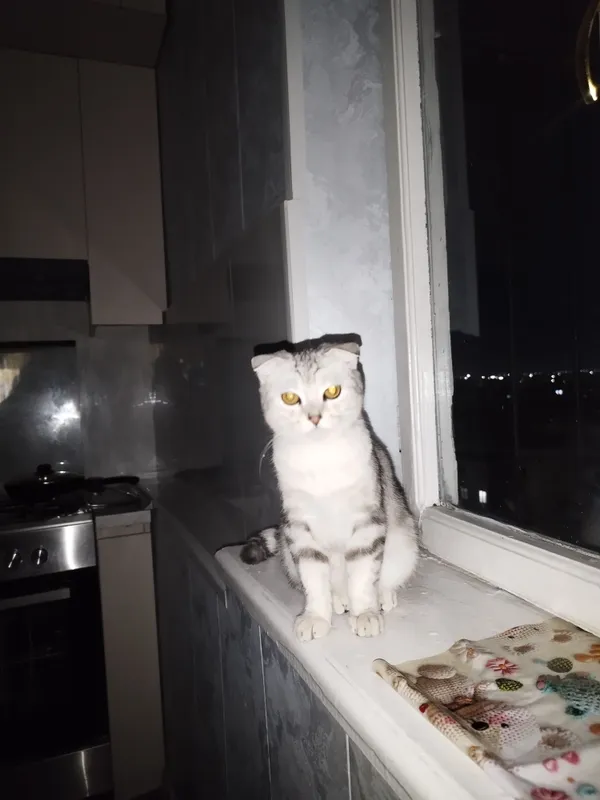 Шотландская вислоухая (порода Scottish Fold). 5