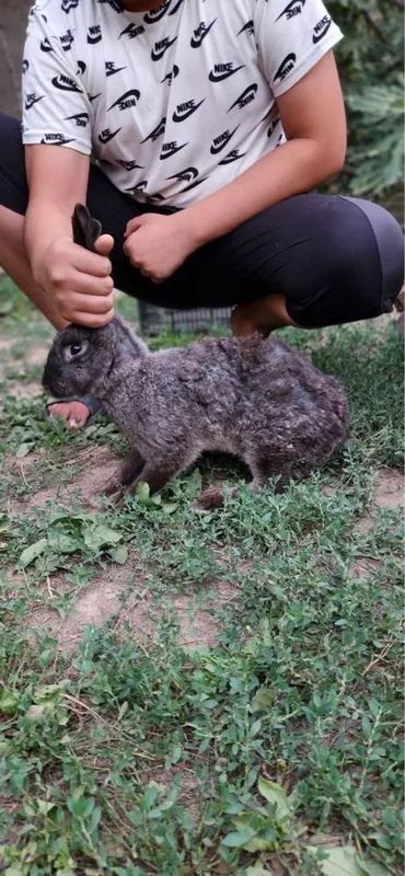 Quyonlar toza kasal emas 4 Quyonlar toza kasal emas 4