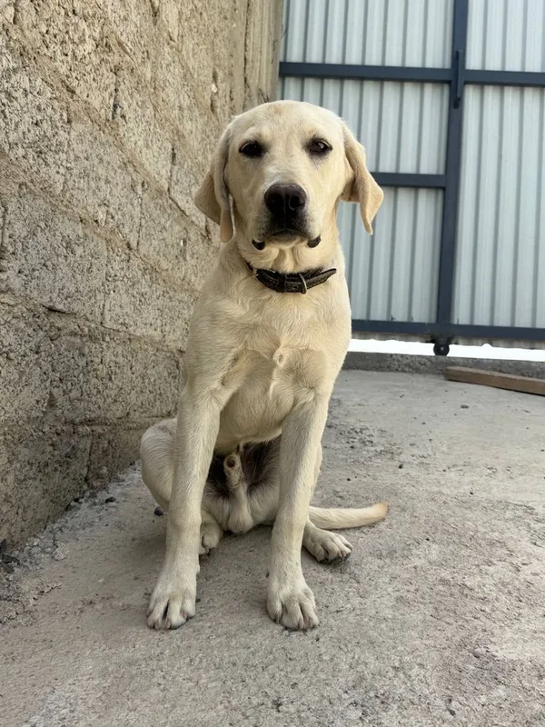 Sobaka poroda Labrador. Juda aqilli kuchuk. 5 oylik. Ota onasi klubniy — фото 1