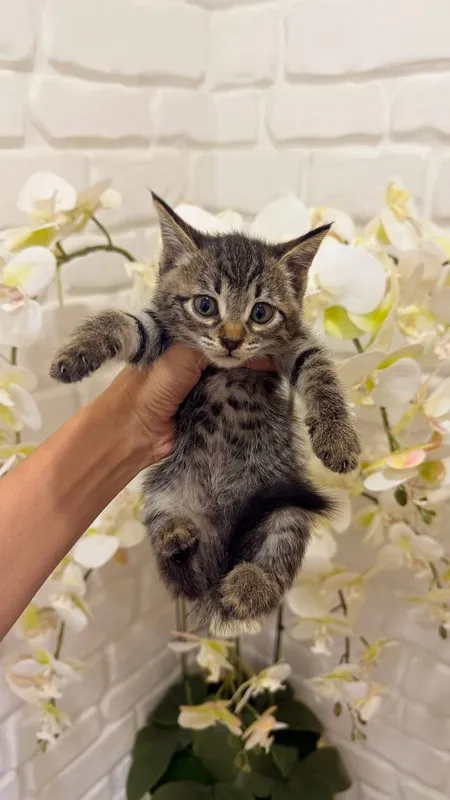 Scottish fold 1ta sotiladi 3ta oddiy parodali mushuk xadyaga beriladi 5 Scottish fold 1ta sotiladi 3ta oddiy parodali mushuk xadyaga beriladi 5